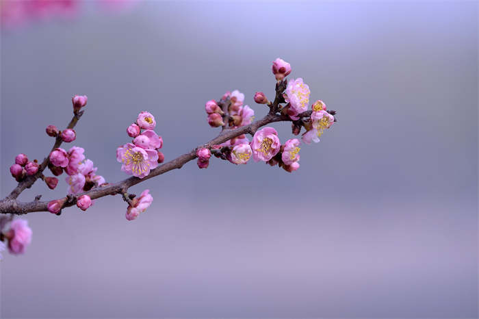 誅仙的修為境界是怎么劃分的?